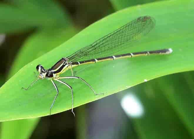昆虫図鑑・モノサシトンボ